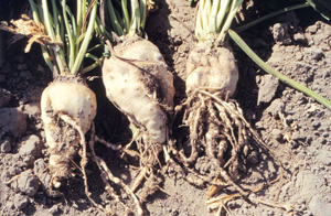 Figure 4. Mature roots at harvest exhibiting multiple lateral, ropy roots.