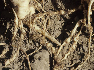 Figure 5. Lateral roots with irregular galls individually spaced resembling beaded necklaces. Also note the numerous small rootlets growing out of galls.