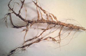 Figure 6. Kochia scoparia (kochia weed, fireweed) infected with false root-knot nematode showing small galls in tap and feeder roots. (Credit: Erik Kerr) 