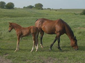 Figure 1. Foal and mare. 