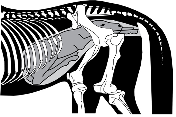Figure 2. Normal position of a foal during foaling. The forelegs are extended and the head and neck rest on the forelegs. The hind legs are extended backward as the body passes outward. (From Evans, The Horse, 1990.)