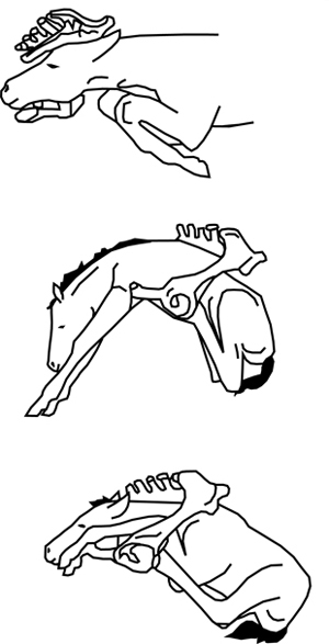 Figure 3. Various abnormal positions of a foal during foaling. (From Evans, The Horse, 1990.)