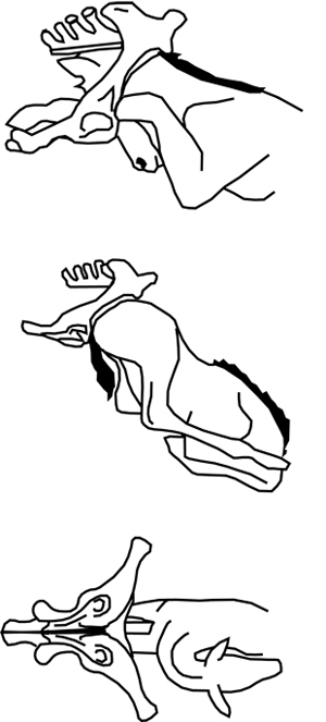 Figure 3. Various abnormal positions of a foal during foaling. (From Evans, </strong><em>The Horse,</em><strong> 1990.)