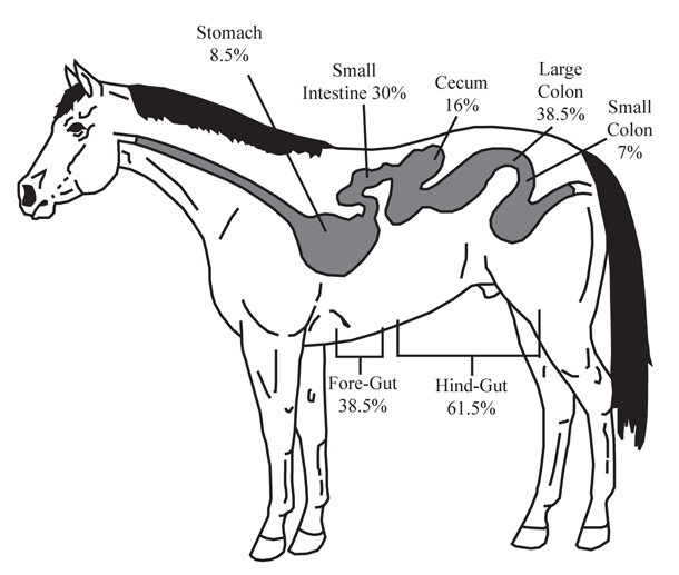 Figure 1. Digestive system of the horse. 