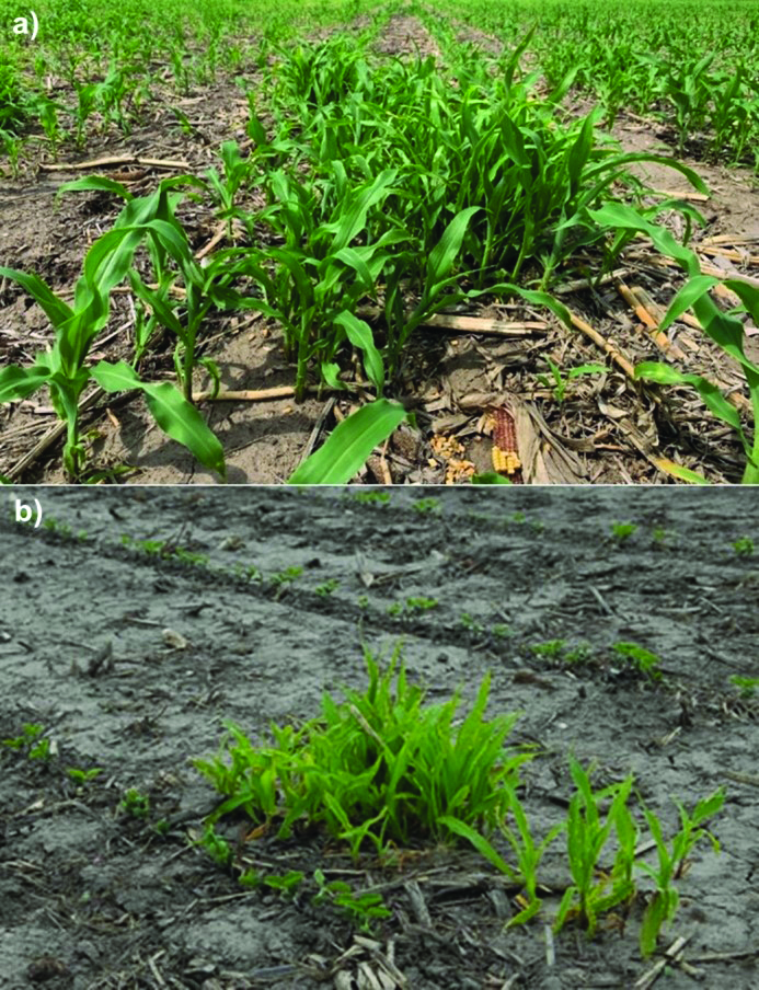 Management of Herbicide-Resistant Corn Volunteers in Corn and Soybean  (EC3065)
