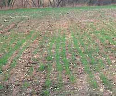 Figure 3. Severe root and crown rot. Plants killed by root and crown rot.