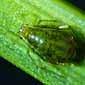 photo of bird cherry-oat aphid