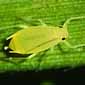 photo of greenbug