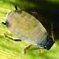 photo of corn leaf aphid