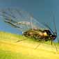 photo of bird cherry-oat aphid