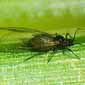 photo of corn leaf aphid