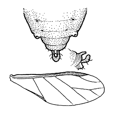 identifying features drawing