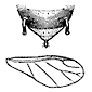 identifying features drawing