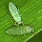 photo of western wheat aphid