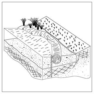 Figure 3. Coir fascines stabilize banks and help establishment of wetland plants. 