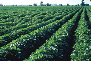 Figure 2. A light-to-moderate SCN infestation (left) can cause slight difference in height on otherwise healthy-appearing plants.