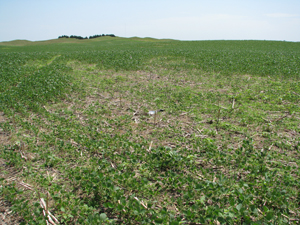 Figure 2. A light-to-moderate SCN infestation (left) can cause slight difference in height on otherwise healthy-appearing plants.