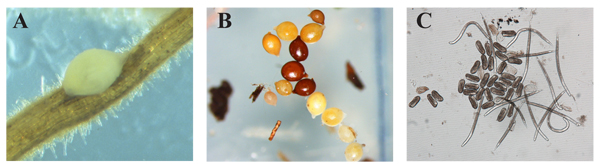 Figure 3. (A) Adult female SCN on infected soybean root