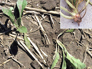 Figure 2. Young sugarbeet plant infected by A. cochlioides.