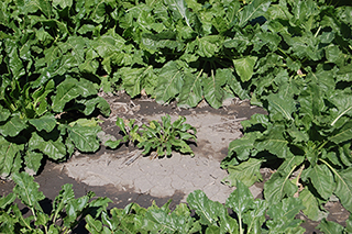 Figure 3. Foliar symptoms (yellowing and stunting) characteristic of Aphanomyces root rot.