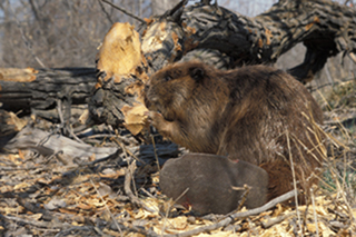 Figure 1. A rare occurrence of a beaver on land during midday