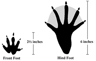 Figure 2. Beaver tracks (Illustration by Dee Ebbeka).