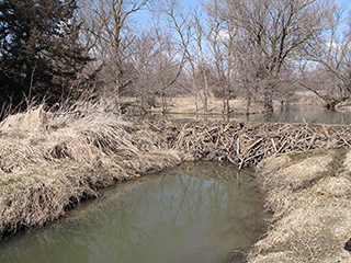 Figure 3. Beaver dam