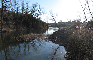 Figure 4. Beaver lodge with food cache 