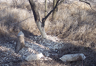 Figure 6. Young trees girdled by beavers 