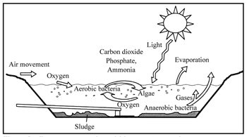 Figure 2. Processes occurring within a wastewater lagoon. 