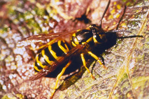 Figure 1. Yellowjacket.