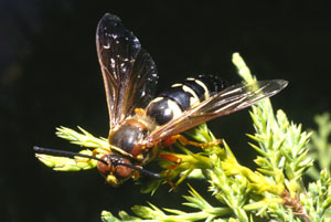 Figure 6. Cicada killer.