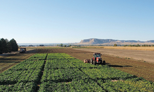 Defoliating sugarbeets before harvest.