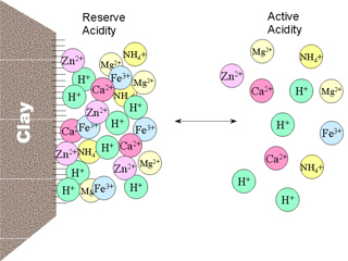 Figure 1. Active and reserve acidity: two sources of acidity in equilibrium.