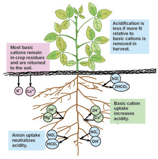 Figure 3. Effects of plant nutrient uptake and release from crop residues on soil acidity.