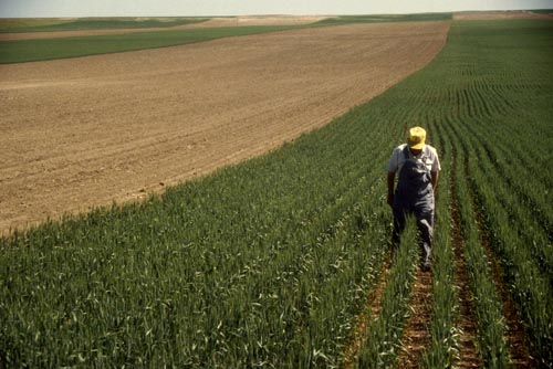 Figure 4. Stripcropping is a common practice in the Nebraska Panhandle to reduce wind erosion and winter-kill problems.