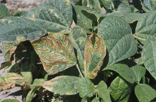 Figure 3. Interveinal necrotic symptoms with irregular yellow halo, characteristic of wilt.