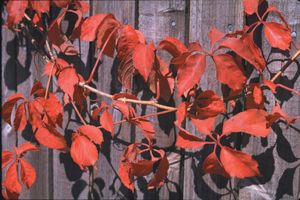 Virginia Creeper. Colorful in fall; fall and winter food for mockingbirds, flickers, thrushes. 
