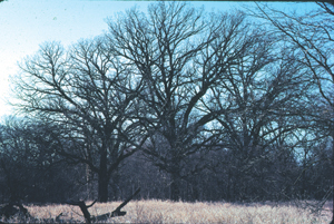 Bur Oak. Winter food, cover, nesting sites — used by many birds, squirrels, deer.