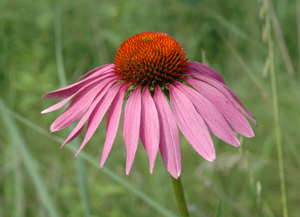 Purple Coneflower. Native prairie flowers such as purple coneflower add beauty and butterfly nectar.