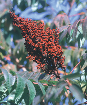 Sumac. Colorful in fall; winter food for songbirds and gamebirds, browse for rabbits and deer.