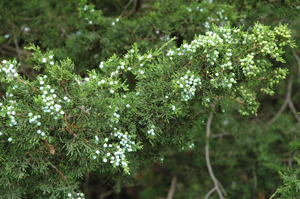 Eastern Redcedar. Winter food and cover; used for nesting by robins, chipping sparrows, mockingbirds.