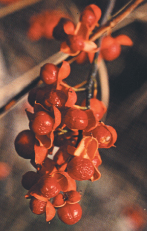 American Bittersweet. Decorative and colorful. Fruit or seeds eaten by gamebirds, some songbirds. 