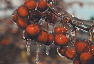 Crabapple. Showy flowers in spring; winter food for gamebirds, songbirds, rabbits.