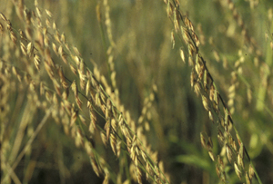 Sideoats Grama. Sideoats grama (photo), big bluestem, little bluestem, and other native prairie grasses can provide landscape focus areas or, with prairie flowers, a showy mini-prairie.