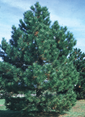 Pine. Winter cover, food, nesting sites for mourning doves, chipping sparrows. 