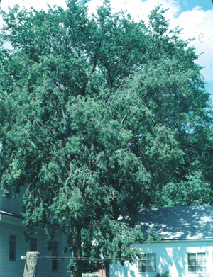 Hackberry. Food and nesting sites. Fruits liked by waxwings, mockingbirds, robins. 