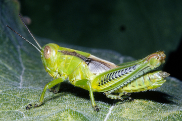 Twostriped nymph