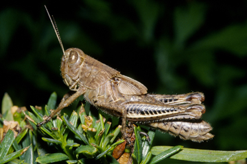 Differential nymph