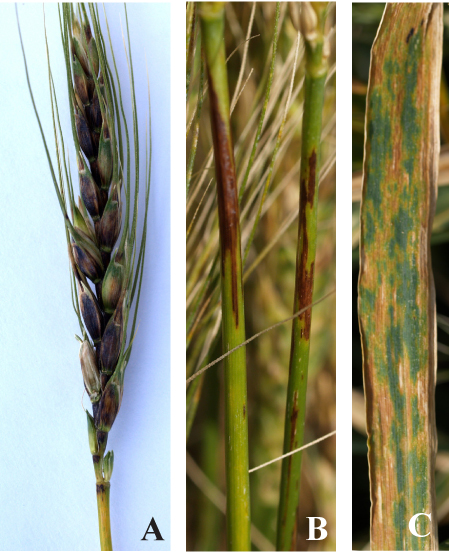 Figure 1. Symptoms of black chaff on wheat
